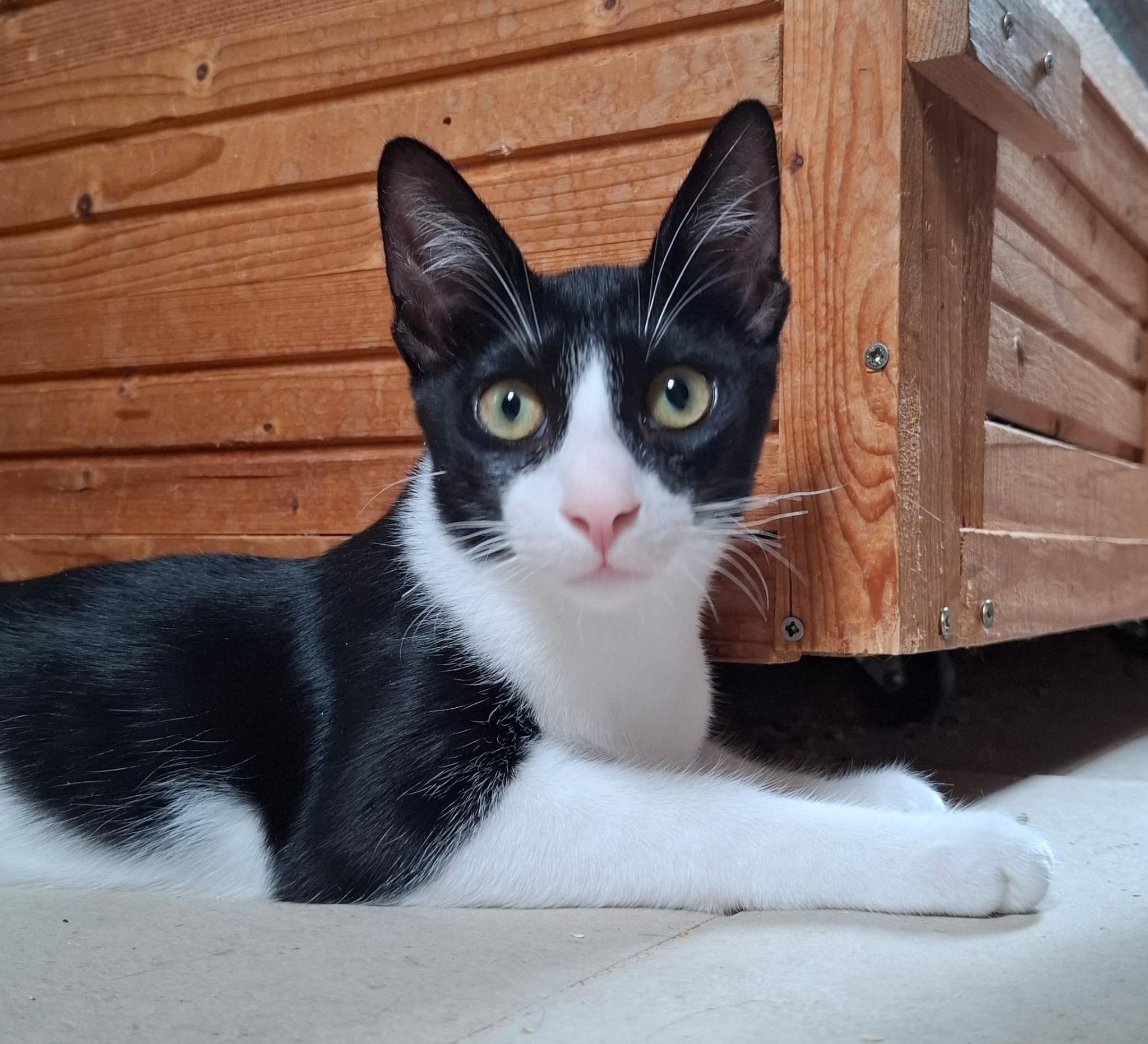 Oreo