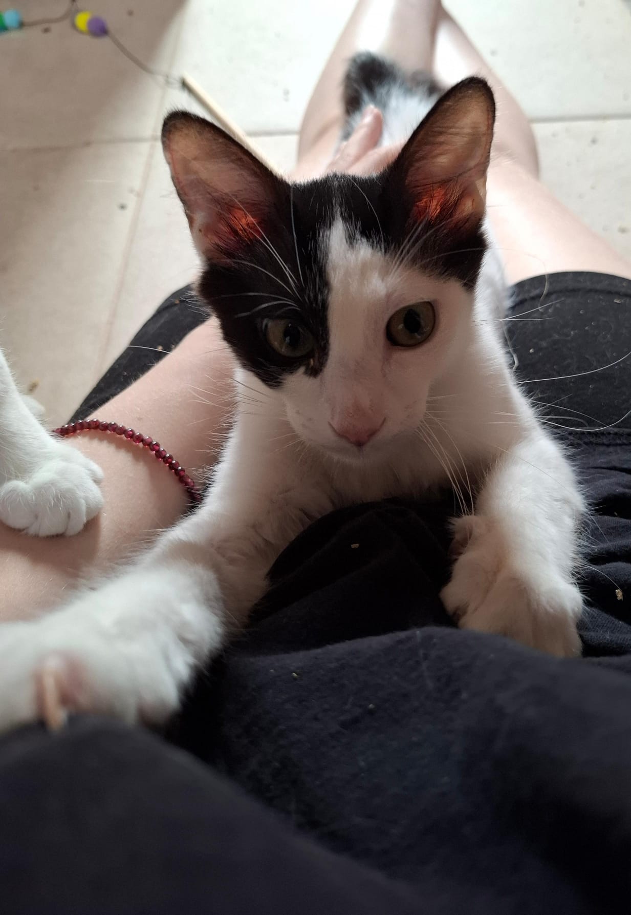 Milu